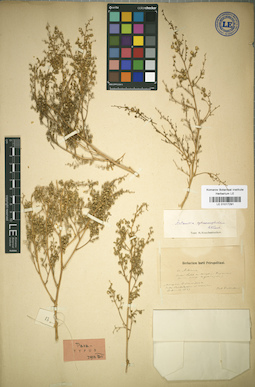 LE 01017291