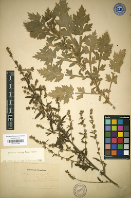 LE 01017293