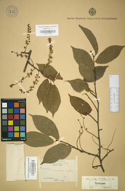 LE 01017853