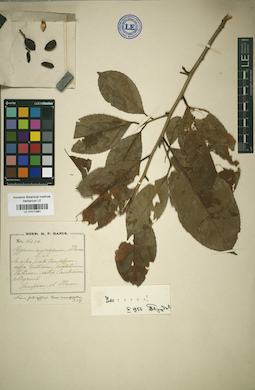 LE 01017881