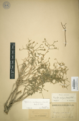 LE 01018026