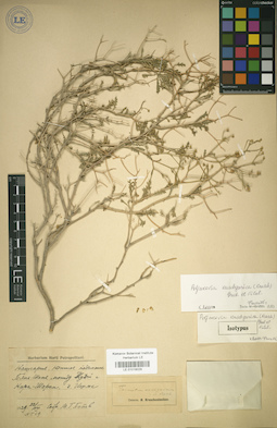 LE 01018029