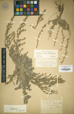 LE 01018105