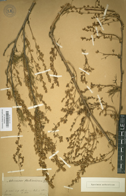 LE 01018115
