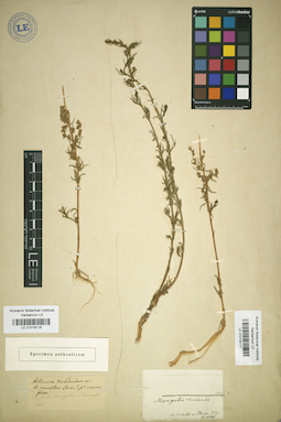 LE 01018117