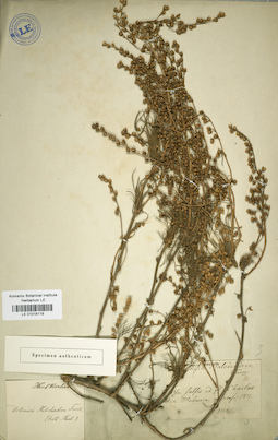 LE 01018118