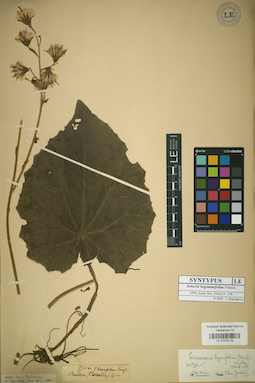 LE 01018176