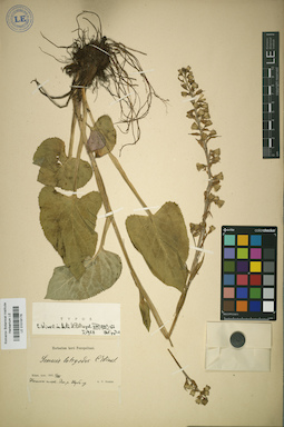 LE 01018178