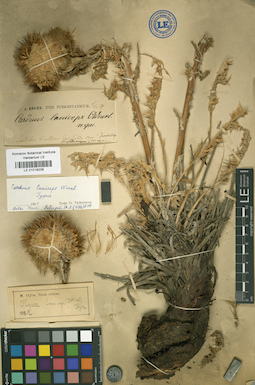 LE 01018238