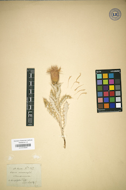 LE 01018240