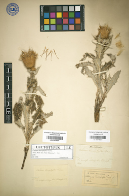 LE 01018241