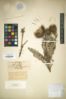 LE 01018242