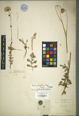 LE 01018252