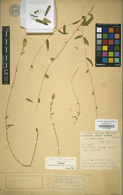 LE 01018258
