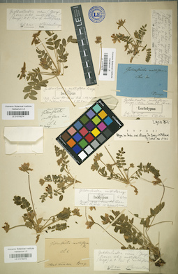 LE 01018274