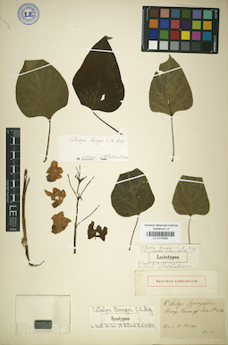 LE 01018382