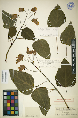 LE 01018383