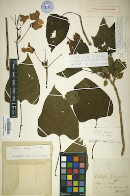 LE 01018384