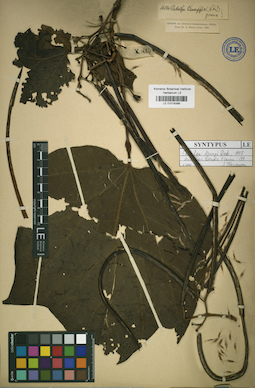 LE 01018386