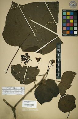 LE 01018387
