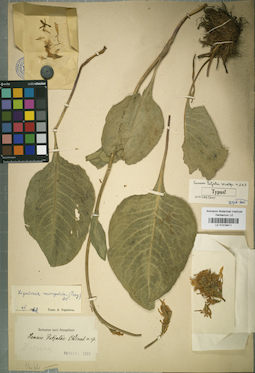 LE 01018411