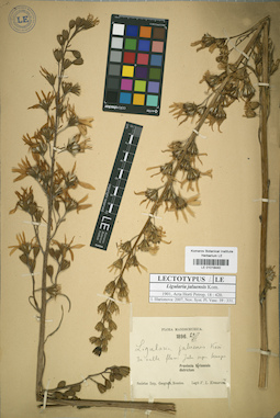 LE 01018440