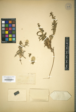 LE 01018465