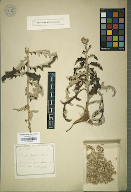LE 01018470