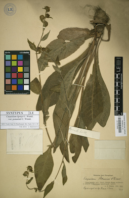 LE 01018482