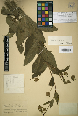 LE 01018483