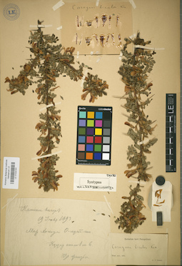LE 01024161