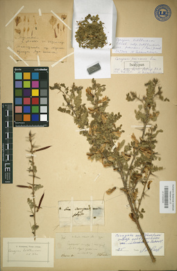 LE 01024224