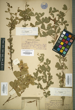 LE 01024239