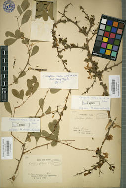 LE 01024241