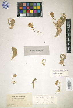LE 01024331