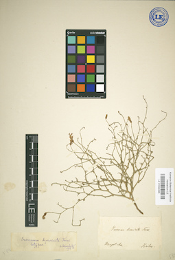 LE 01024335