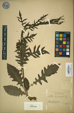 LE 01024477