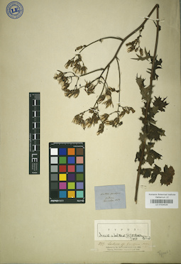 LE 01024526