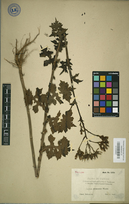 LE 01024527