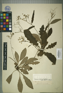 LE 01024528