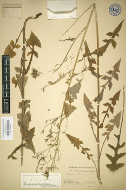 LE 01024531