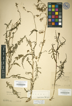 LE 01024533