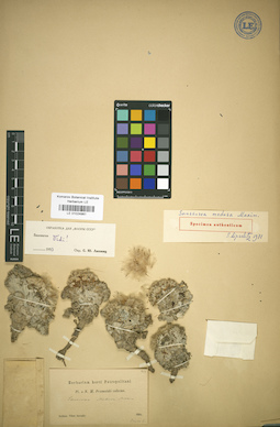 LE 01024981