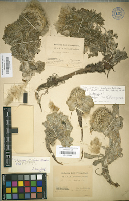LE 01024985