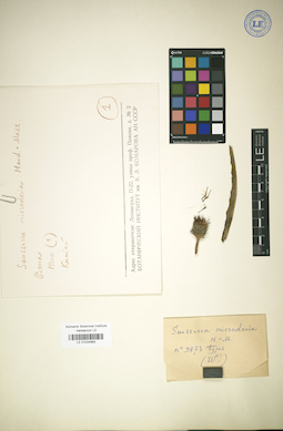 LE 01024993
