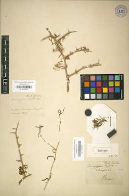 LE 01025032