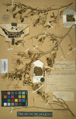 LE 01025062