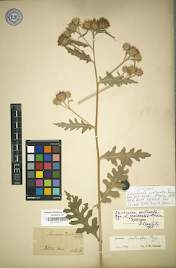 LE 01025077