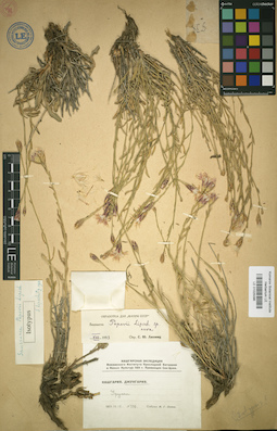 LE 01025096