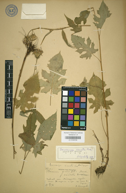 LE 01025182